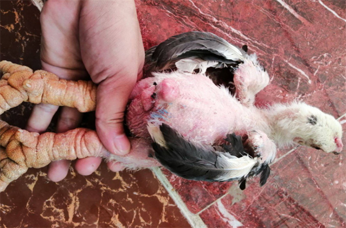 全世界最大的鸡爪 越南东涛鸡（超大鸡爪）