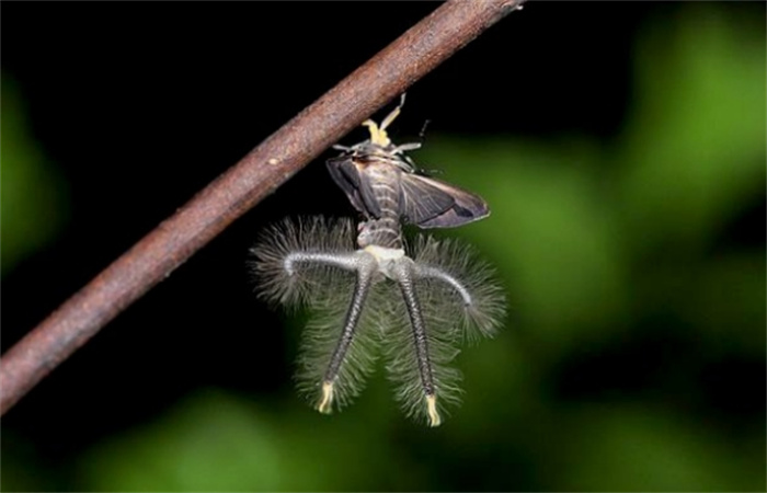 世界上最恐怖的飞蛾 就像是外星生物（黑条灰灯蛾）