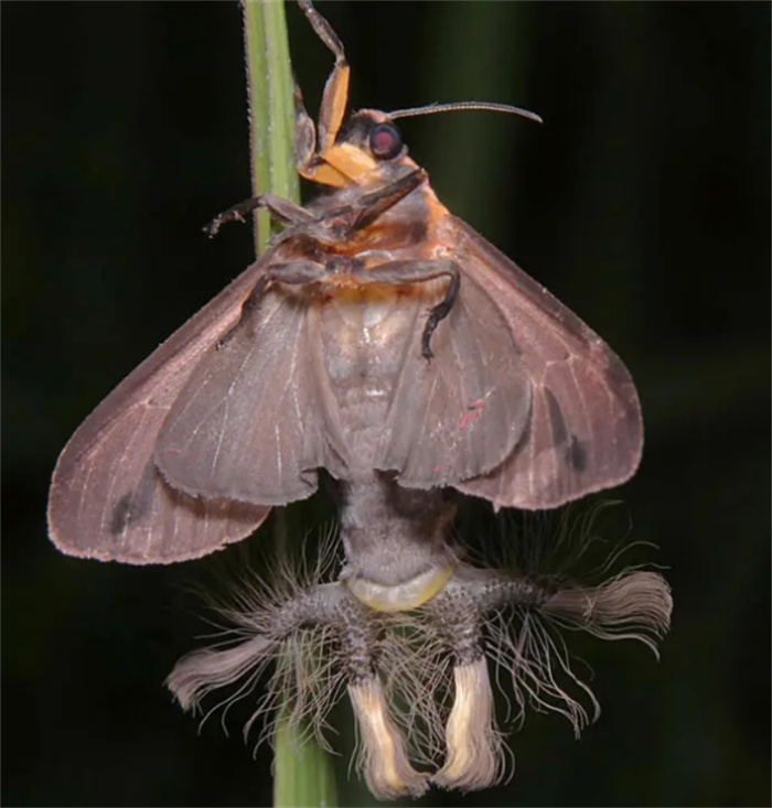 世界上最恐怖的飞蛾 就像是外星生物（黑条灰灯蛾）