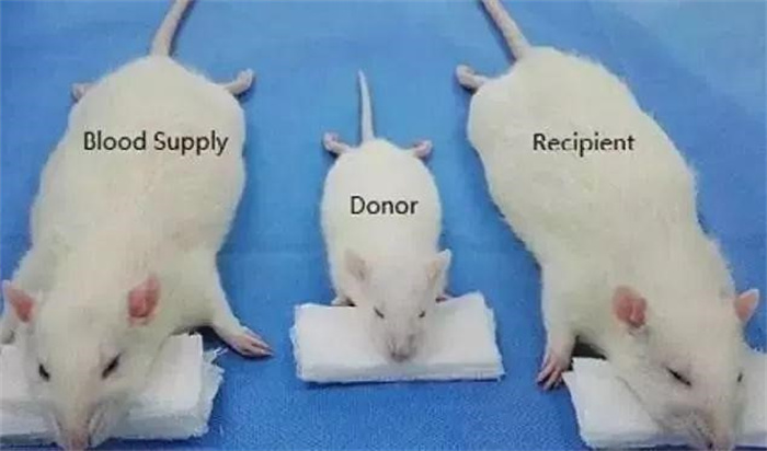 兽人混合  斯坦福：小鼠植入人脑组织后继续生长  并具备行为能力