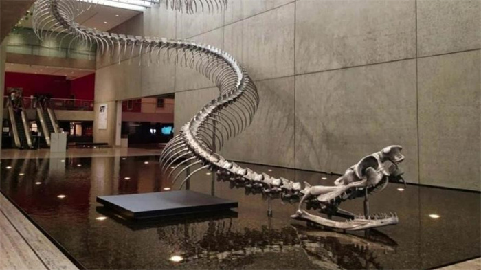 5800万年前 地球曾经发了一次“高烧” 孕育了有史以来最大的蛇
