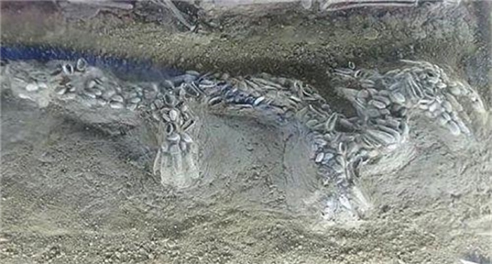 古墓挖出“巨龙” 距今超6000年 考古家：龙的存在铁证如山
