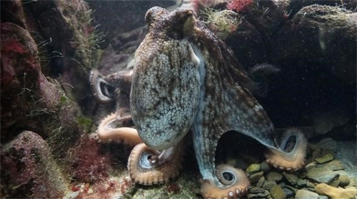 章鱼会建造水下城市  科学家：多个迹象表明  章鱼可能是外星生物