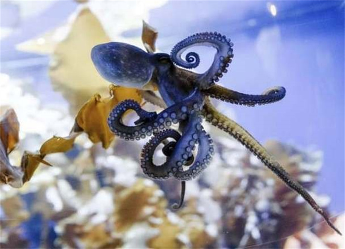 章鱼会建造水下城市  科学家：多个迹象表明  章鱼可能是外星生物