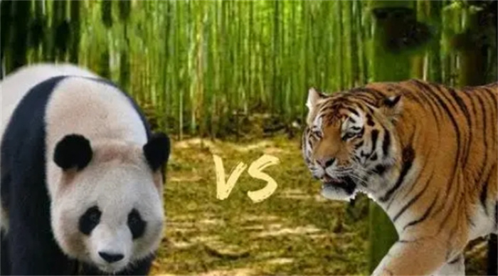 熊猫打得过老虎狮子吗？事实上也得看什么老虎