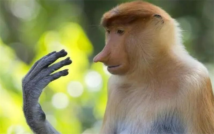 “杂交猴”现身婆罗洲  科学家担忧不已：我们人类可能是罪魁祸首