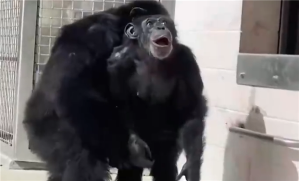 美国一实验用黑猩猩被关28年后重获自由：仰望天空表情惊讶