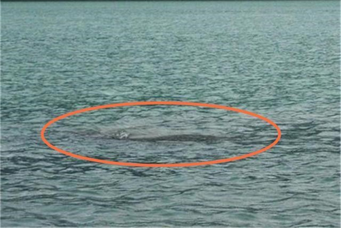 喀纳斯湖水怪未解之谜：湖中的水怪真的是15米巨型哲罗鲑吗