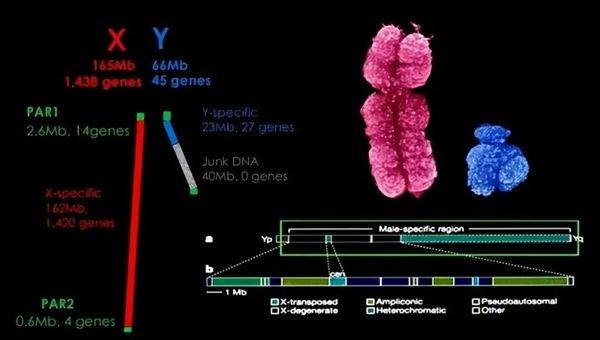 图：人类的性染色体基因情况