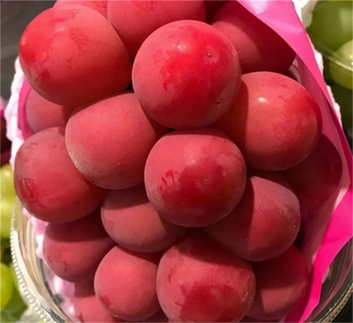 世界的葡的葡萄 日本的浪漫红宝石（最贵葡萄）
