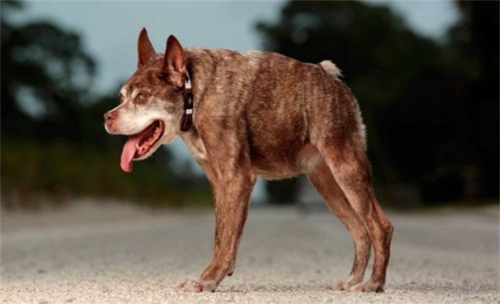 世界上最丑的狗 看起来有些畸形（卡西莫多）