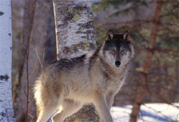 世界上最大的犬科动物 美国北部的美洲灰狼（最大犬类）
