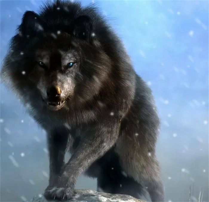 世界上最大的犬科动物 美国北部的美洲灰狼（最大犬类）