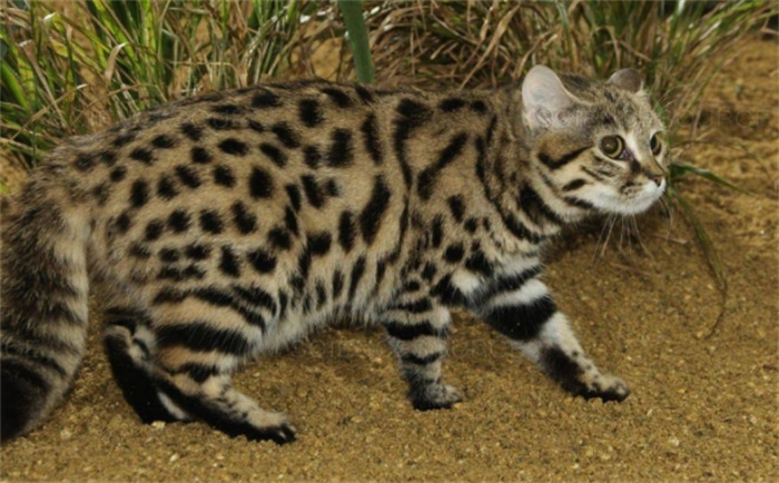 世界上最小的猫科动物  体长36cm(黑足猫)