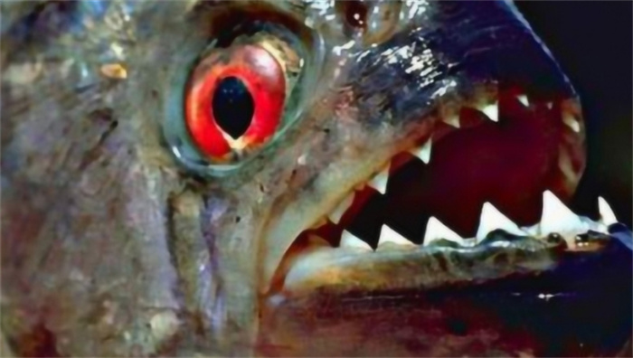世界上最凶猛的鱼类 南美食人鱼（食人鱼）