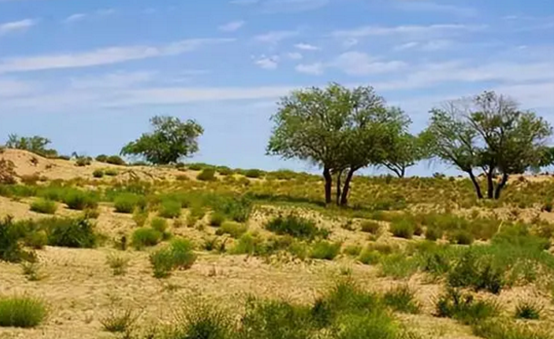 沙漠也能吸收二氧化碳 和森林比怎么样（吸收废气）