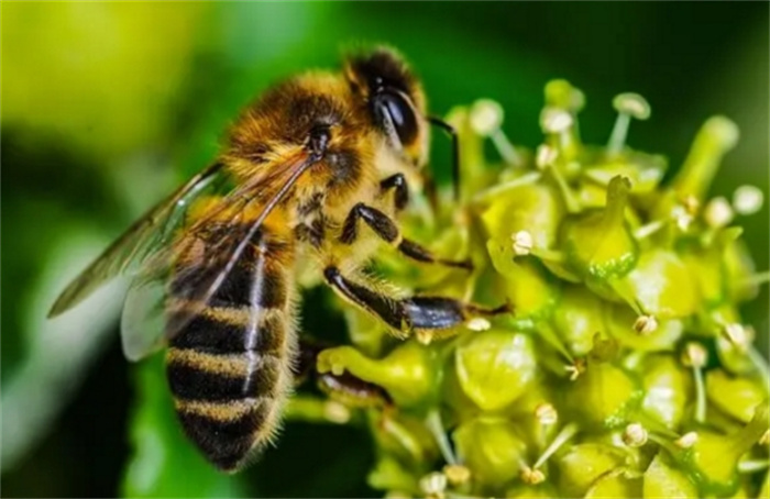 蜜蜂的飞行原理 到底有什么不同之处？（蜜蜂飞行）