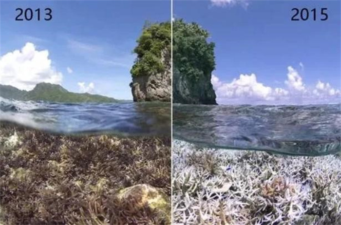 海洋变酸了 海洋生物正在遭受环境巨变 人类该做点什么