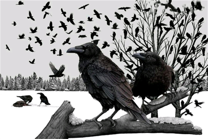 青海西宁上空乌鸦聚集 这在预示些什么 为何乌鸦会频繁出现
