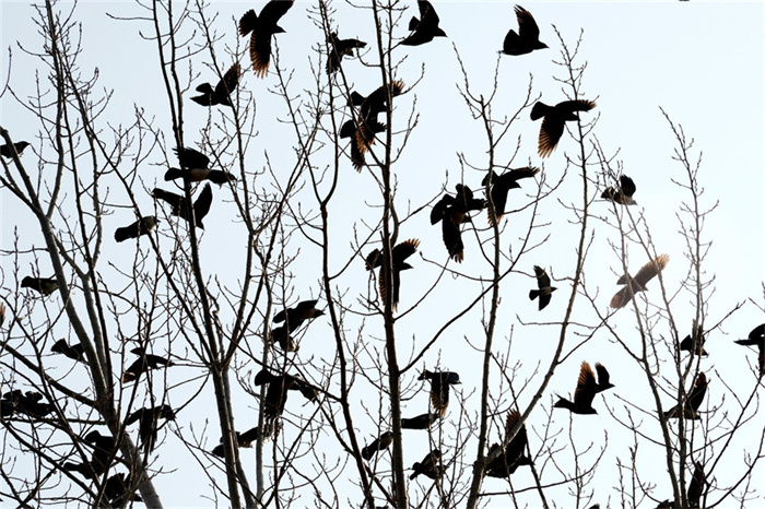 青海西宁上空乌鸦聚集 这在预示些什么 为何乌鸦会频繁出现