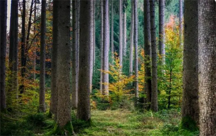 地球上森林的数量 是不是越多越好？（森林数量）