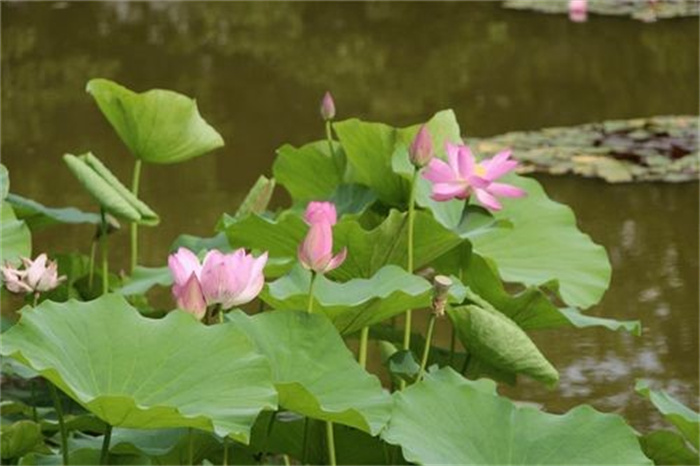 圆明园幸存下来的古莲开花了 圆明园古莲开花