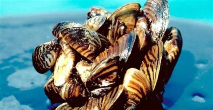 最窝囊的入侵物种 漂洋过海来到中国 被吃的颗粒无收