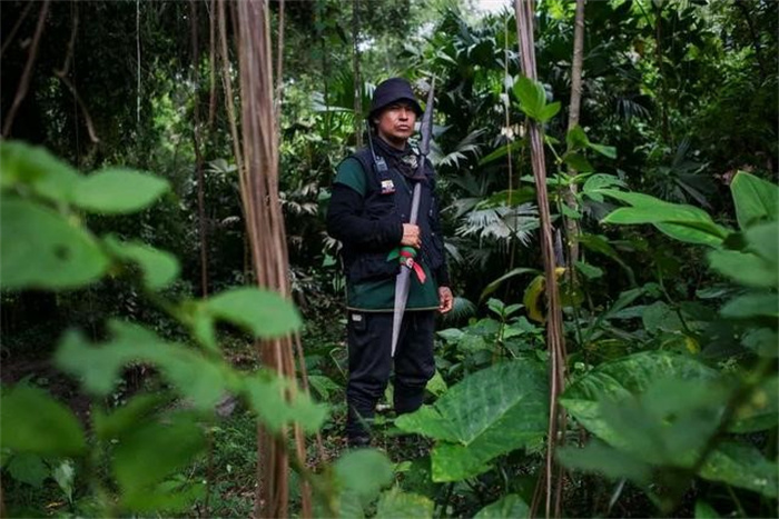 亚马逊雨林变为碳源  气候与人为双重威胁  变暖加速已成定局