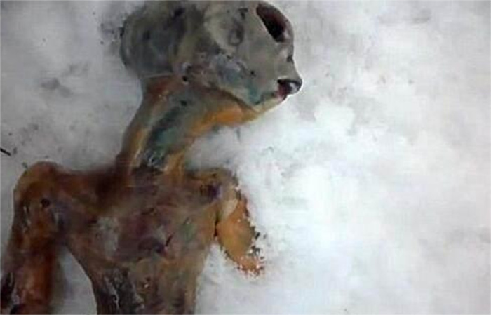 俄罗斯科学家发现神秘生物 被怀疑是外星生命 这不是猪鼻子吗