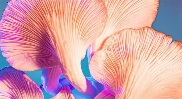 蘑菇也能信息联网！科学家研究发现，真菌间可以用电信号交谈？