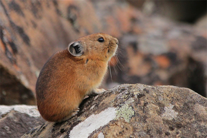 祁连山草原游客手抓鼠兔拍照 该举动增加属于鼠疫风险