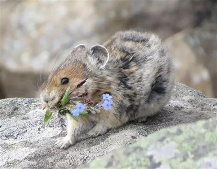 祁连山草原游客手抓鼠兔拍照 该举动增加属于鼠疫风险