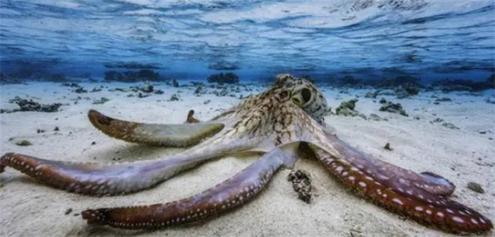 章鱼并非起源于地球，而是“太空鱼”？科学家们发现了什么秘密？