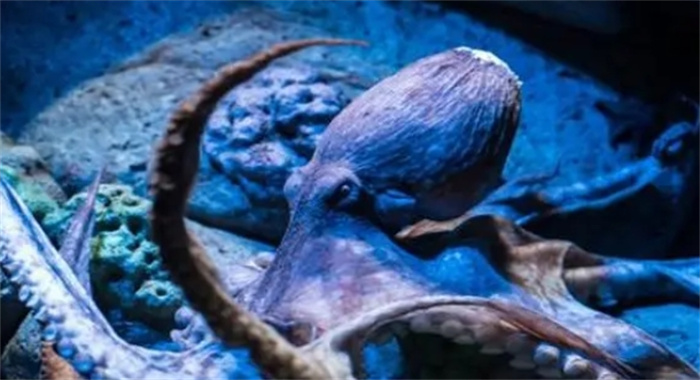 章鱼并非起源于地球，而是“太空鱼”？科学家们发现了什么秘密？