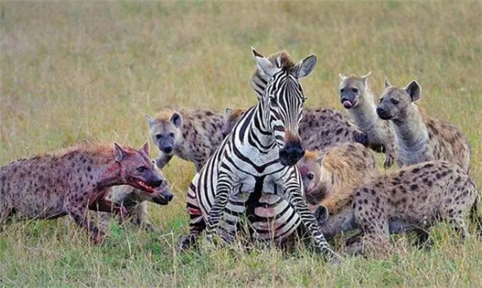 斑鬣狗为什么对“掏肛”情有独钟？动物被掏肛时为什么原地不动？