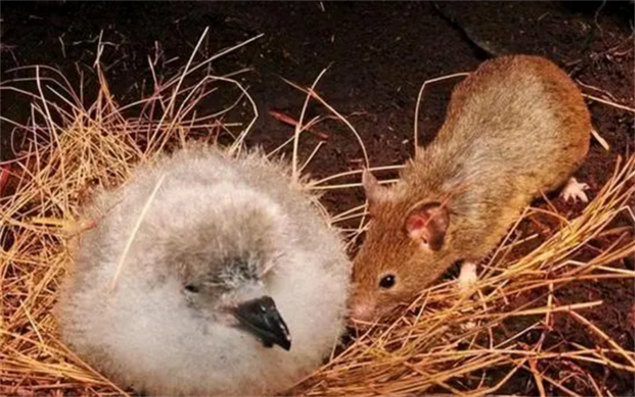 新西兰的老鼠入侵 到底有多么可怕（物种入侵）