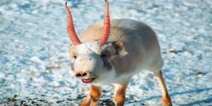 《山海经》中的生物出现了？羊的脸和大象鼻子，活跃在甘肃地区！
