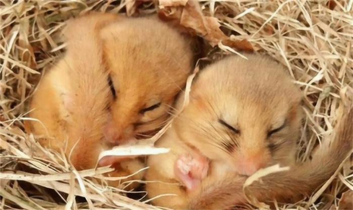 冬眠时间最长的动物 能睡六个月的睡鼠（最长冬眠）