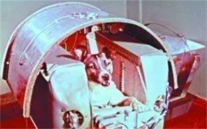 为给人类探路，50年前被科学家送上太空的动物们的结局是什么？
