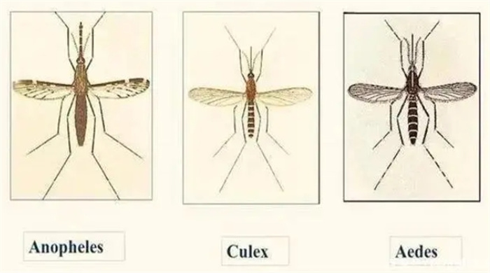 美国预计投放7.5亿只蚊子，阻断疾病传播，却有一隐患难以解决！