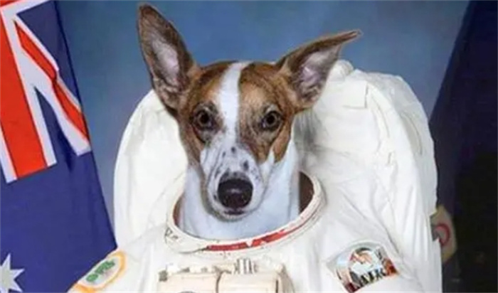被送上太空的狗，至今还在宇宙中飘荡，再也无法返回地球！