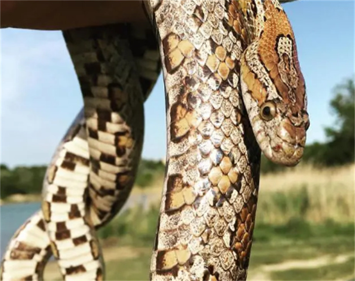 盘点全世界最长的蛇 排名前十的长蛇