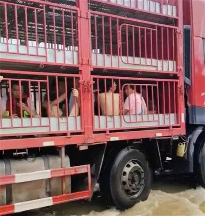 涿州正经历洪灾 拉猪的大货车变成了“诺亚方舟”