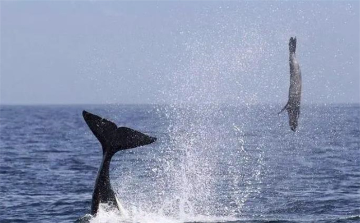 虎鲸如何猎杀鲸鱼？轮番按压淹死灰鲸后，却只吃喜欢的两个小部位