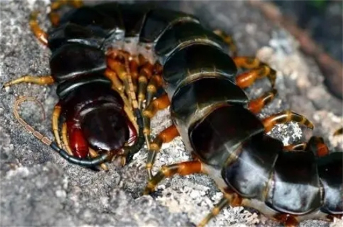 10只！深圳海关查获“世界最大、最毒”蜈蚣，不怕人，究竟多毒？