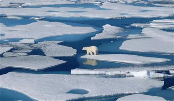 挪威冰川融化加剧北极熊生存危机 气候急转下的北极熊会灭绝吗