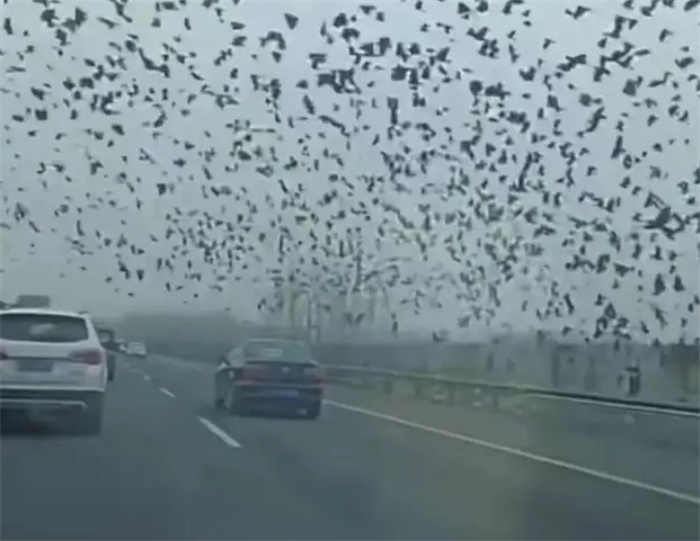 宜昌上空出现巨型鸟阵！网友：是地震“天锤象”，究竟怎么回事？