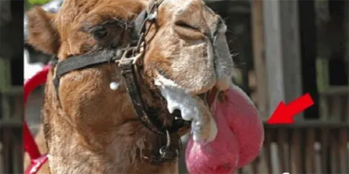 骆驼为什么从嘴里吐出一个“肉球”  是胃还是肿瘤  有什么作用