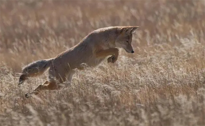 野外遇到狼怎么办  千万不要跑  找到它的致命弱点 可以一击毙命