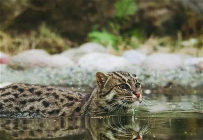山东聊城首次惊现野生豹猫  最后竟遭网友质疑：是专家亲生的吗